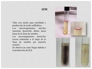 Tubo con medio para motilidad y
producción de ácido sulfhídrico.
Los microorganismos móviles
muestran desarrollo difuso hacia
fuera de la línea de siembra.
Los microorganismos inmóviles
crecen solamente a lo largo de la
línea de siembra por punción
exterior.
Se observa un color Negro debido a
la producción de H2S
SIM
 
