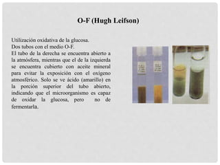 Utilización oxidativa de la glucosa.
Dos tubos con el medio O-F.
El tubo de la derecha se encuentra abierto a
la atmósfera, mientras que el de la izquierda
se encuentra cubierto con aceite mineral
para evitar la exposición con el oxígeno
atmosférico. Solo se ve ácido (amarillo) en
la porción superior del tubo abierto,
indicando que el microorganismo es capaz
de oxidar la glucosa, pero no de
fermentarla.
O-F (Hugh Leifson)
 