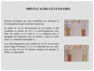 Permite investigar que ruta metabólica ha utilizado el
microorganismo para consumir la glucosa.
Si utiliza la vía de fermentación de los ácidos el pH
resultante es menor de 4.4, y el microorganismo será
Rojo de metilo (+) el cual se va a evidenciar por el
agregado del indicador rojo de metilo y dará un color
rojo (+) y amarillo anaranjado (-).
Los microorganismos que utilizan la vía de la acetoina
serán Voges Proskauer (+) y se evidencian por un color
rojo al cabo de los 10 minutos después de agregar el
KOH y el alfa-naftol.
MRVP (CALDO GLUCOSADO)
 