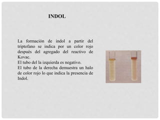 La formación de indol a partir del
triptofano se indica por un color rojo
después del agregado del reactivo de
Kovac.
El tubo del la izquierda es negativo.
El tubo de la derecha demuestra un halo
de color rojo lo que indica la presencia de
Indol.
INDOL
 