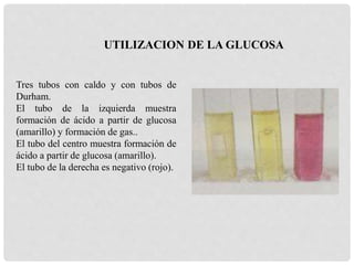Tres tubos con caldo y con tubos de
Durham.
El tubo de la izquierda muestra
formación de ácido a partir de glucosa
(amarillo) y formación de gas..
El tubo del centro muestra formación de
ácido a partir de glucosa (amarillo).
El tubo de la derecha es negativo (rojo).
UTILIZACION DE LA GLUCOSA
 