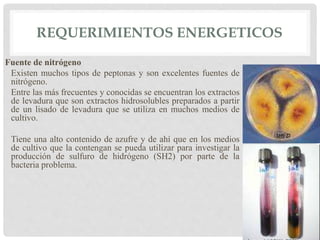 REQUERIMIENTOS ENERGETICOS
Fuente de nitrógeno
Existen muchos tipos de peptonas y son excelentes fuentes de
nitrógeno.
Entre las más frecuentes y conocidas se encuentran los extractos
de levadura que son extractos hidrosolubles preparados a partir
de un lisado de levadura que se utiliza en muchos medios de
cultivo.
Tiene una alto contenido de azufre y de ahí que en los medios
de cultivo que la contengan se pueda utilizar para investigar la
producción de sulfuro de hidrógeno (SH2) por parte de la
bacteria problema.
 
