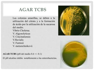 AGAR TCBS
Las colonias amarillas, se deben a la
utilización del citrato y a la formación
de ácido por la utilización de la sacarosa
del medio.
Vibrio Cholerae.
V. Algynolyticus
V. Cincinatiensis
V.fluvialis
V. Furnisii
V. metsnichnikovii
AGAR TCBS (pH del medio 8.6 +/- 0.1)
El pH alcalino inhibe notablemente a las enterobacterias.
 