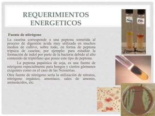 REQUERIMIENTOS
ENERGETICOS
Fuente de nitrógeno
La caseína corresponde a una peptona sometida al
proceso de digestión ácida muy utilizada en muchos
medios de cultivo, sobre todo, en forma de peptona
tripsica de caseína; por ejemplo: para estudiar la
formación de indol por parte de la bacteria debido al alto
contenido de triptófano que posee este tipo de peptona.
La peptona papaínica de soja, es una fuente de
nitrógeno especialmente para hongos y ciertos gérmenes
exigentes como en el caso de las Neisserias.
Otra fuente de nitrógeno sería la utilización de nitratos,
nitrógeno orgánico, amoniaco, sales de amonio,
aminoácidos, etc.
 