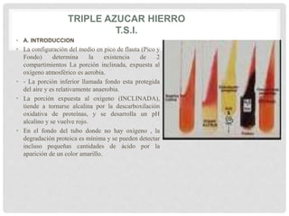 TRIPLE AZUCAR HIERRO
T.S.I.
• A. INTRODUCCION
• La configuración del medio en pico de flauta (Pico y
Fondo) determina la existencia de 2
compartimientos La porción inclinada, expuesta al
oxígeno atmosférico es aerobia.
• - La porción inferior llamada fondo esta protegida
del aire y es relativamente anaerobia.
• La porción expuesta al oxigeno (INCLINADA),
tiende a tornarse alcalina por la descarboxilación
oxidativa de proteínas, y se desarrolla un pH
alcalino y se vuelve rojo.
• En el fondo del tubo donde no hay oxígeno , la
degradación proteica es mínima y se pueden detectar
incluso pequeñas cantidades de ácido por la
aparición de un color amarillo.
 