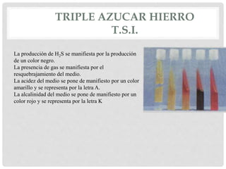 TRIPLE AZUCAR HIERRO
T.S.I.
La producción de H2S se manifiesta por la producción
de un color negro.
La presencia de gas se manifiesta por el
resquebrajamiento del medio.
La acidez del medio se pone de manifiesto por un color
amarillo y se representa por la letra A.
La alcalinidad del medio se pone de manifiesto por un
color rojo y se representa por la letra K
 