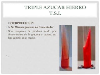 TRIPLE AZUCAR HIERRO
T.S.I.
INTERPRETACION
• N N: Microorganismo no fermentador
• Son incapaces de producir ácido por
fermentación de la glucosa o lactosa, no
hay cambio en el medio.
• .
 