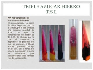 TRIPLE AZUCAR HIERRO
T.S.I.
K/A Microorganismo no
fermentador de lactosa
• El microorganismo es capaz
de utilizar la glucosa pero no
a lactosa, por lo cual produce
una pequeña cantidad de
ácido, ya que la
concentración del medio es
de 0.1% de glucosa, por lo
cual al comenzar a
degradarse las proteínas del
pico se comienza a liberar
aminas lo que da un color rojo
en el pico. En el fondo del
tubo la degradación proteica
es insuficiente para
contrarrestar el ácido formado
y es de color amarillo.
 