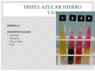 TRIPLE AZUCAR HIERRO
T.S.I.
SIMBOLO:
INTERPRETACION:
• Lactosa:
• Glucosa:
• CO2 ó Gas:
• H2S:
 