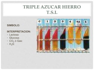 TRIPLE AZUCAR HIERRO
T.S.I.
SIMBOLO:
INTERPRETACION:
• Lactosa:
• Glucosa:
• CO2 ó Gas:
• H2S:
 