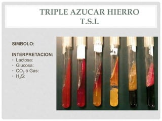 TRIPLE AZUCAR HIERRO
T.S.I.
SIMBOLO:
INTERPRETACION:
• Lactosa:
• Glucosa:
• CO2 ó Gas:
• H2S:
 