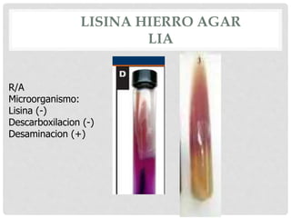 LISINA HIERRO AGAR
LIA
R/A
Microorganismo:
Lisina (-)
Descarboxilacion (-)
Desaminacion (+)
 