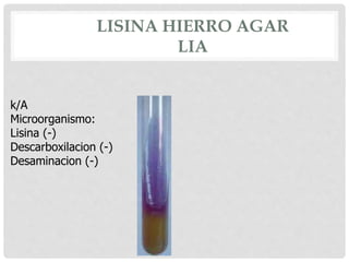 LISINA HIERRO AGAR
LIA
k/A
Microorganismo:
Lisina (-)
Descarboxilacion (-)
Desaminacion (-)
 