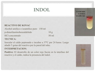 INDOL
.
REACTIVO DE KOVAC
Alcohol amílico o isoamílico puro 150 ml
p-dimetilaminobenzaldehido 10 g
HCl concentrado 50 ml
TECNICA:
Inocular el caldo peptonado e incubar a 37ºC por 24 horas. Luego
añadir 5 gotas del reactivo por la pared del tubo.
INTERPRETACION:
Positivo: El desarrollo de un color rojo fucsia en la interfase del
reactivo y el caldo, indica la presencia del indol.
 