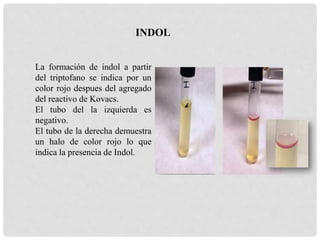 La formación de indol a partir
del triptofano se indica por un
color rojo despues del agregado
del reactivo de Kovacs.
El tubo del la izquierda es
negativo.
El tubo de la derecha demuestra
un halo de color rojo lo que
indica la presencia de Indol.
INDOL
 