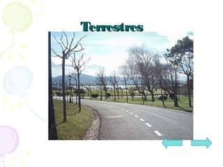 TerrestresTerrestres
 