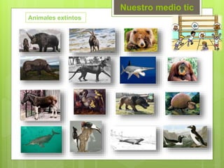 Nuestro medio tic
Animales extintos
 