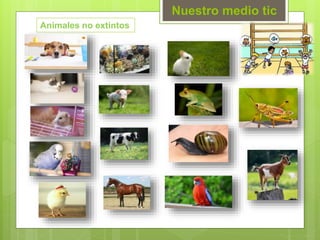 Nuestro medio tic
Animales no extintos
 