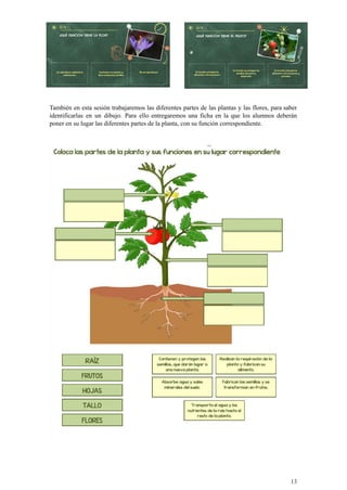 También en esta sesión trabajaremos las diferentes partes de las plantas y las flores, para saber
identificarlas en un dibujo. Para ello entregaremos una ficha en la que los alumnos deberán
poner en su lugar las diferentes partes de la planta, con su función correspondiente.
13
 