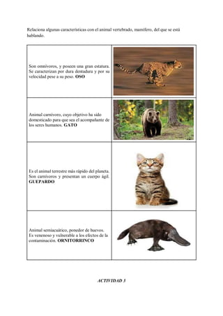 Relaciona algunas características con el animal vertebrado, mamífero, del que se está
hablando.
Son omnívoros, y poseen una gran estatura.
Se caracterizan por dura dentadura y por su
velocidad pese a su peso. OSO
Animal carnívoro, cuyo objetivo ha sido
domesticado para que sea el acompañante de
los seres humanos. GATO
Es el animal terrestre más rápido del planeta.
Son carnívoros y presentan un cuerpo ágil.
GUEPARDO
Animal semiacuático, ponedor de huevos.
Es venenoso y vulnerable a los efectos de la
contaminación. ORNITORRINCO
ACTIVIDAD 3
 