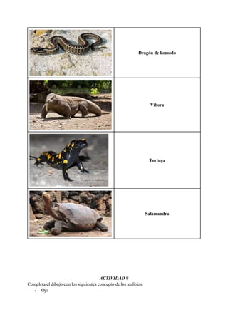 Dragón de komodo
Víbora
Tortuga
Salamandra
ACTIVIDAD 9
Completa el dibujo con los siguientes concepto de los anfibios
- Ojo
 