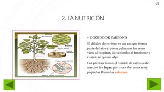 2.LANUTRICIÓN
 DIÓXIDO DE CARBONO
El dióxido de carbono es un gas que forma
parte del aire y que expulsamos los seres
vivos al respirar, los vehículos al funcionar y
cuando se quema algo.
Las plantas toman el dióxido de carbono del
aire por las hojas, por unas aberturas muy
pequeñas llamadas estomas.
4/5
 