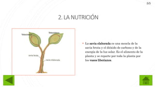 2.LANUTRICIÓN
 La savia elaborada es una mezcla de la
savia bruta y el dióxido de carbono y de la
energía de la luz solar. Es el alimento de la
planta y se reparte por toda la planta por
los vasos liberianos.
5/5
 