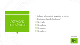 ACTIVIDAD
FOTOSÍNTESIS
 Mediante la fotosíntesis las plantas se nutren.
 ¿Dónde tiene lugar la fotosíntesis?
A) En el tallo
B) En las hojas
C) En las raíces
D) En las flores
solución
 