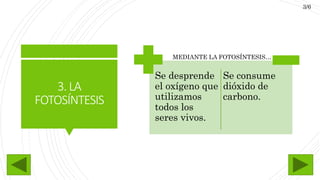 3.LA
FOTOSÍNTESIS
Se desprende
el oxígeno que
utilizamos
todos los
seres vivos.
Se consume
dióxido de
carbono.
MEDIANTE LA FOTOSÍNTESIS…
3/6
 
