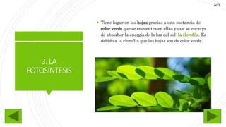 3.LA
FOTOSÍNTESIS
 Tiene lugar en las hojas gracias a una sustancia de
color verde que se encuentra en ellas y que se encarga
de absorber la energía de la luz del sol: la clorofila. Es
debido a la clorofila que las hojas son de color verde.
5/6
 