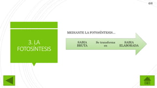 3.LA
FOTOSÍNTESIS
SABIA
ELABORADA
Se transforma
en
SABIA
BRUTA
MEDIANTE LA FOTOSÍNTESIS…
6/6
 