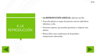 4.LA
REPRODUCCIÓN
 LA REPRODUCCIÓN ASEXUAL: plantas sin flor
 Una sola planta es capaz de generar nuevos individuos
idénticos a ella.
 Generan esporas, que pueden germinar y originar otra
planta.
 Hacen falta unas condiciones de humedad y
temperatura adecuadas.
3/12
 