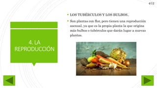 4.LA
REPRODUCCIÓN
 LOS TUBÉRCULOS Y LOS BULBOS..
 Son plantas con flor, pero tienen una reproducción
asexual, ya que es la propia planta la que origina
más bulbos o tubérculos que darán lugar a nuevas
plantas.
4/12
 