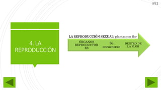 4.LA
REPRODUCCIÓN
DENTRO DE
LA FLOR
Se
encuentran
ÓRGANOS
REPRODUCTOR
ES
LA REPRODUCCIÓN SEXUAL: plantas con flor
5/12
 