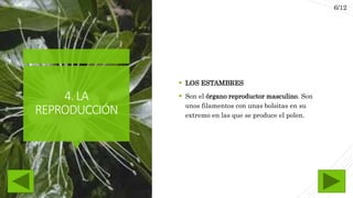 4.LA
REPRODUCCIÓN
 LOS ESTAMBRES
 Son el órgano reproductor masculino. Son
unos filamentos con unas bolsitas en su
extremo en las que se produce el polen.
6/12
 