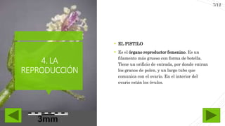 4.LA
REPRODUCCIÓN
 EL PISTILO
 Es el órgano reproductor femenino. Es un
filamento más grueso con forma de botella.
Tiene un orificio de entrada, por donde entran
los granos de polen, y un largo tubo que
comunica con el ovario. En el interior del
ovario están los óvulos.
7/12
 