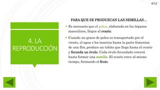 4. LA
REPRODUCCIÓN
PARA QUE SE PRODUZCAN LAS SEMILLAS…
 Es necesario que el polen, elaborado en los órganos
masculinos, llegue al ovario.
 Cuando un grano de polen es transportado por el
viento, el agua o los insectos hasta la parte femenina
de una flor, produce un tubito que llega hasta el ovario
y fecunda un óvulo. Cada óvulo fecundado crecerá
hasta formar una semilla. El ovario crece al mismo
tiempo, formando el fruto.
8/12
 