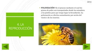  POLINIZACIÓN: Es el proceso mediante el cual los
granos de polen son transportados desde los estambres
a los pistilos para que tenga lugar la fecundación. La
polinización se efectúa normalmente por acción del
viento o de los insectos.
4.LA
REPRODUCCIÓN
4.LA
REPRODUCCIÓN
10/12
 