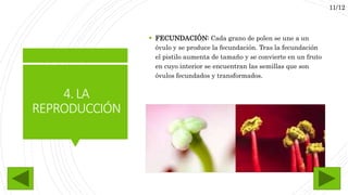  FECUNDACIÓN: Cada grano de polen se une a un
óvulo y se produce la fecundación. Tras la fecundación
el pistilo aumenta de tamaño y se convierte en un fruto
en cuyo interior se encuentran las semillas que son
óvulos fecundados y transformados.
4.LA
REPRODUCCIÓN
11/12
 
