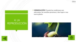  GERMINACIÓN: Cuando las condiciones son
adecuadas, las semillas germinan y dan lugar a una
nueva planta.
4.LA
REPRODUCCIÓN
12/12
 