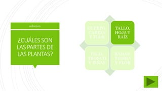 ¿CUÁLESSON
LASPARTESDE
LASPLANTAS?
CUERPO,
CABEZA
Y FLOR
TALLO,
HOJA Y
RAÍZ
PALO,
TRONCO
Y PIÑAS
RAMAS,
TIERRA
Y FLOR
solución
 