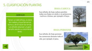 Tienenuntalloleñoso,esdecir,
demadera,alquellamamos
troncoydeélnacenlasramas.
Losárbolesalcanzanungran
tamañosiendosucrecimiento
lento.
HOJA CADUCA
HOJA PERENNE
Los árboles de hoja perenne
las conservan durante todo el
año, por ejemplo el pino,
ÁRBOLES
Los árboles de hoja caduca pierden
todas sus hojas en otoño y en primavera
vuelven a brotar, por ejemplo el haya
5.CLASIFICACIÓNPLANTAS
3/5
 