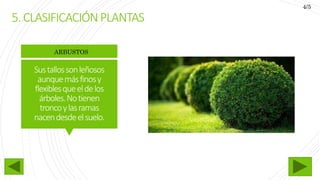 Sustallossonleñosos
aunquemásfinosy
flexiblesqueeldelos
árboles.Notienen
troncoylasramas
nacendesdeelsuelo.
ARBUSTOS
5.CLASIFICACIÓNPLANTAS
4/5
 