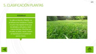 Sutalloesblandoyflexible,no
esleñososinoherbáceo.Crecen
muchomásrápidamenteque
losárbolesyarbustosyviven
menostiempo.Muchasson
anuales,esdecir,nacen,crecen
sereproducenymuerenen
pocosmeses.
HIERBAS
5.CLASIFICACIÓNPLANTAS
5/5
 