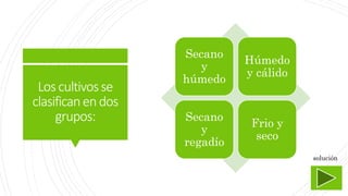 Loscultivosse
clasificanendos
grupos:
Secano
y
húmedo
Húmedo
y cálido
Secano
y
regadío
Frio y
seco
solución
 