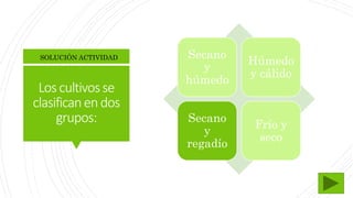 Loscultivosse
clasificanendos
grupos:
SOLUCIÓN ACTIVIDAD Secano
y
húmedo
Húmedo
y cálido
Secano
y
regadío
Frío y
seco
 