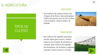 TIPOSDE
CULTIVO
SECANO
 Los cultivos de secano crecen con
el agua de la lluvia. Los principales
cultivo de secano son: la vid, el olivo
y los cereales, como el trigo y la
cebada.
REGADÍO
 Los cultivos de regadío necesitan
mucha agua para crecer y deben
regarse con el agua de acequias y
canales. Son cultivos de regadío:
las hortalizas, los frutales y algunos
cereales, como el arroz y el maíz.
6.AGRICULTURA
2/4
 