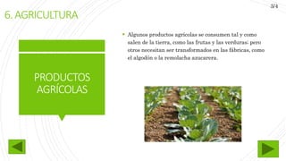 PRODUCTOS
AGRÍCOLAS
 Algunos productos agrícolas se consumen tal y como
salen de la tierra, como las frutas y las verduras; pero
otros necesitan ser transformados en las fábricas, como
el algodón o la remolacha azucarera.
6.AGRICULTURA
3/4
 