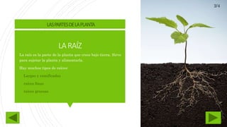 LARAÍZ
La raíz es la parte de la planta que crece bajo tierra. Sirve
para sujetar la planta y alimentarla.
Hay muchos tipos de raíces:
- Largas y ramificadas
- raíces finas
- raíces gruesas
LASPARTESDELAPLANTA
2/4
 