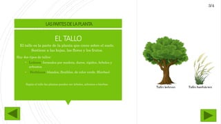 ELTALLO
El tallo es la parte de la planta que crece sobre el suelo.
Sostiene a las hojas, las flores y los frutos.
Hay dos tipos de tallos:
 Leñosos: formados por madera, duros, rígidos. Arboles y
arbustos
 Herbáceos: blandos, flexibles, de color verde. Hierbas)
Según el tallo las plantas pueden ser árboles, arbustos o hierbas.
LASPARTESDELAPLANTA
3/4
 